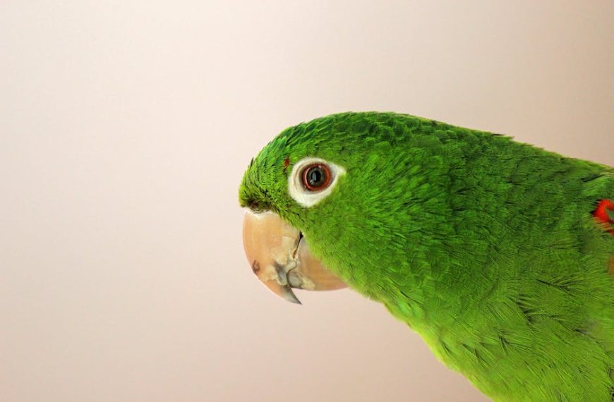 Close-up of a green parrot with a light-colored beak against a plain, light background.