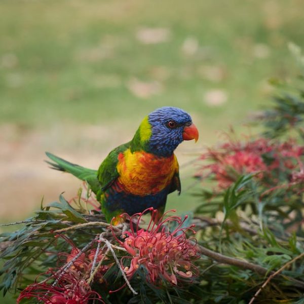 A rainbow lorikeet with vibrant blue, green, yellow, and orange feathers perches on a branch with pink flowers, against a blurred natural background.