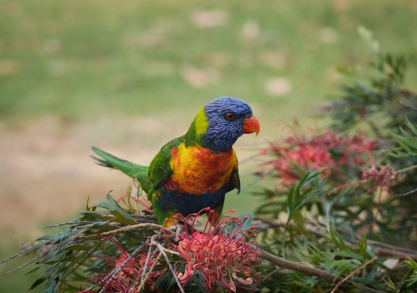 A rainbow lorikeet with vibrant blue, green, yellow, and orange feathers perches on a branch with pink flowers, against a blurred natural background.