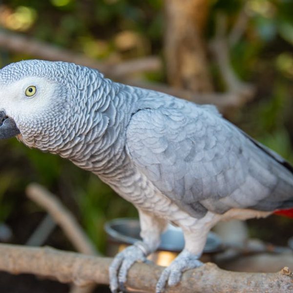 A close-up of an African Grey parrot perched on a branch, with blurred greenery in the background.