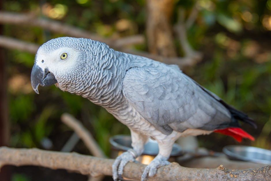 A close-up of an African Grey parrot perched on a branch, with blurred greenery in the background.