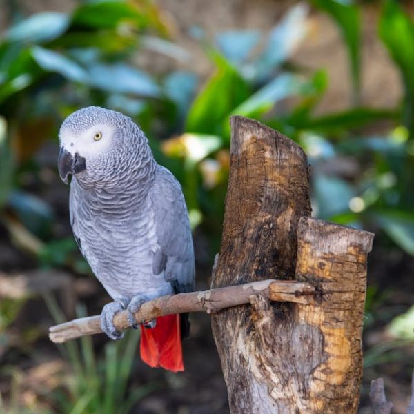 A grey parrot with red tail feathers perches on a branch, with green plants and soil visible in the blurred background.