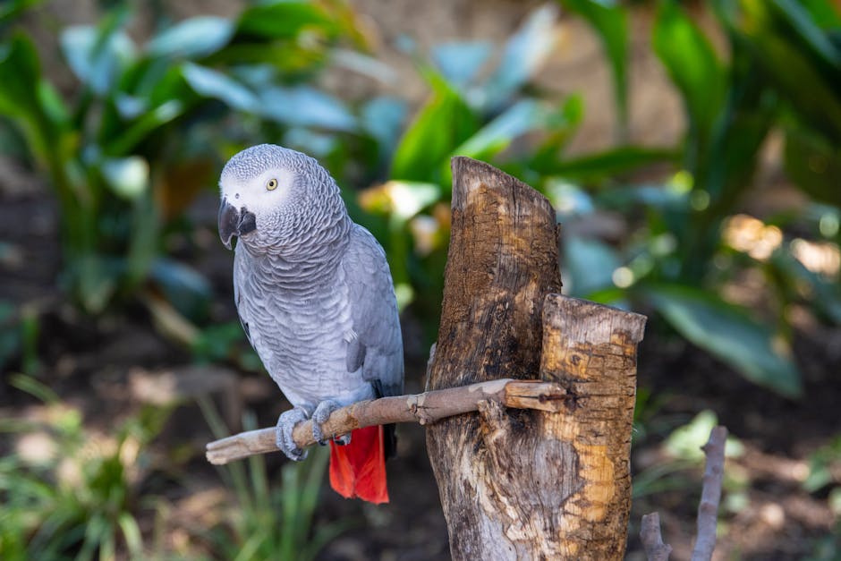 A grey parrot with red tail feathers perches on a branch, with green plants and soil visible in the blurred background.