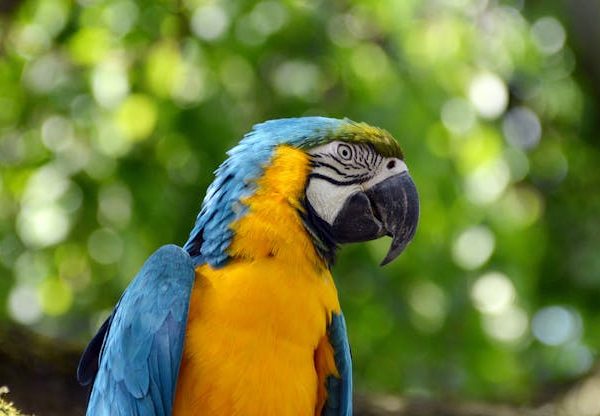 A blue and yellow macaw perched on a tree branch with a blurred green foliage background.