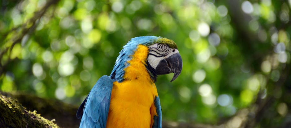 A blue and yellow macaw perched on a tree branch with a blurred green foliage background.