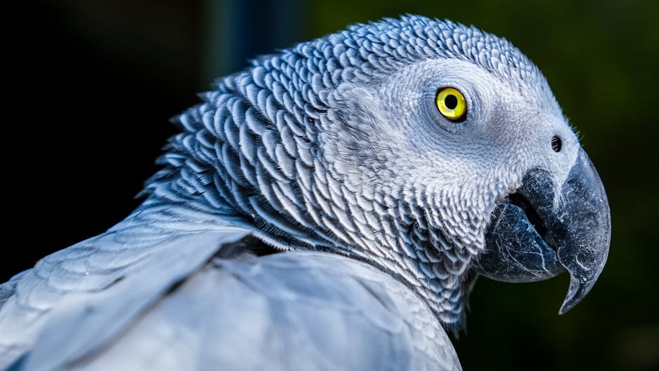 Close-up of an African grey parrot showing its detailed grey feathers, curved black beak, and bright yellow eye against a dark background.