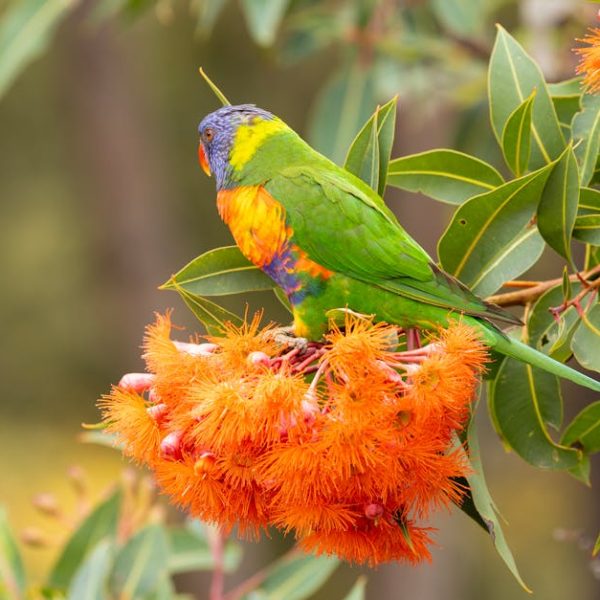 A rainbow lorikeet with vibrant green, blue, orange, and yellow feathers perches on a branch with bright orange flowers and green leaves.