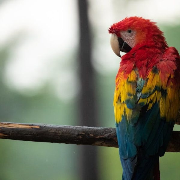 A scarlet macaw with red, yellow, and blue feathers is perched on a wooden branch with a blurred green background.