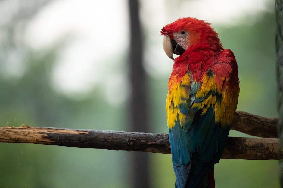 A scarlet macaw with red, yellow, and blue feathers is perched on a wooden branch with a blurred green background.