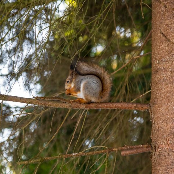 A squirrel sits on a tree branch eating, surrounded by green pine needles and a tree trunk.