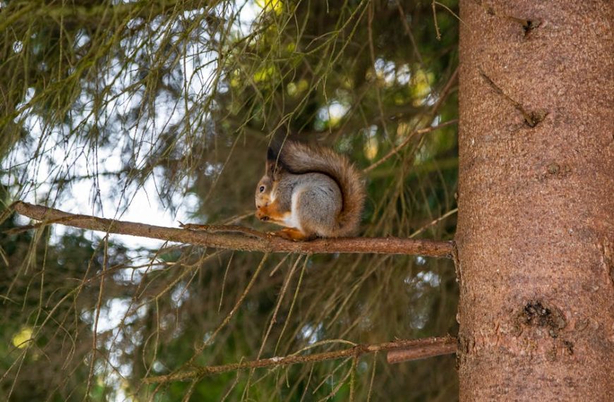 A squirrel sits on a tree branch eating, surrounded by green pine needles and a tree trunk.
