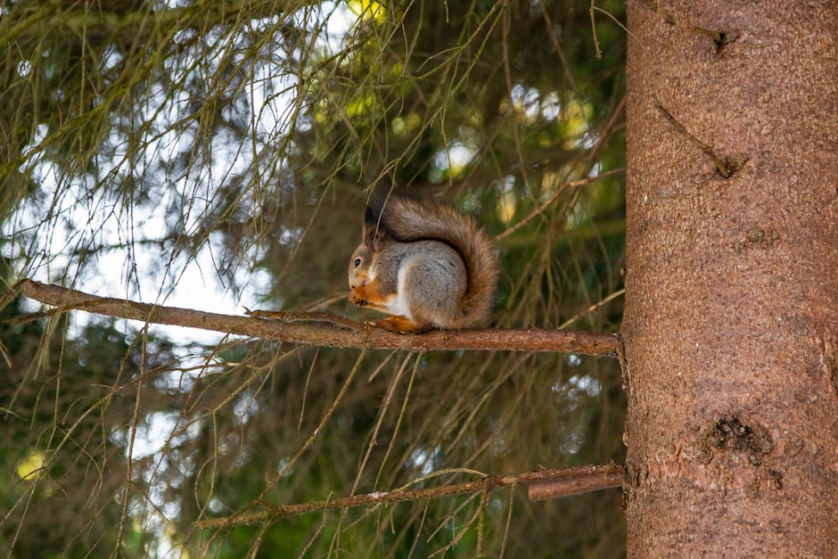 A squirrel sits on a tree branch eating, surrounded by green pine needles and a tree trunk.