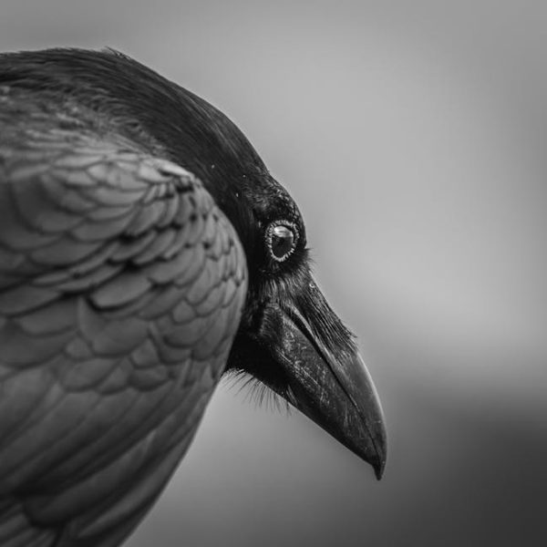 Close-up, black and white photo of a raven or crow in profile, showing detailed feathers and beak, with a blurred background.