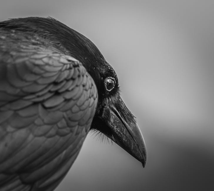 Close-up, black and white photo of a raven or crow in profile, showing detailed feathers and beak, with a blurred background.