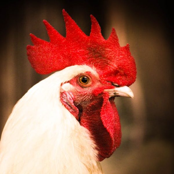 Close-up of a white rooster with a prominent red comb and wattle, facing left, set against a dark blurred background.