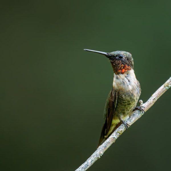 A hummingbird with iridescent throat feathers perches on a thin branch against a blurred green background.