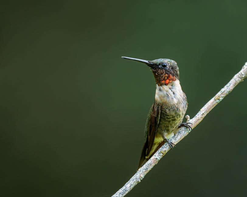 A hummingbird with iridescent throat feathers perches on a thin branch against a blurred green background.