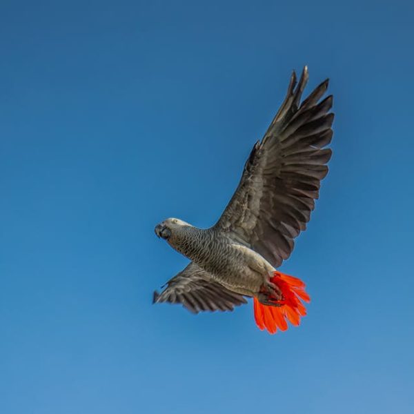 A gray parrot with bright red tail feathers is flying against a clear blue sky.