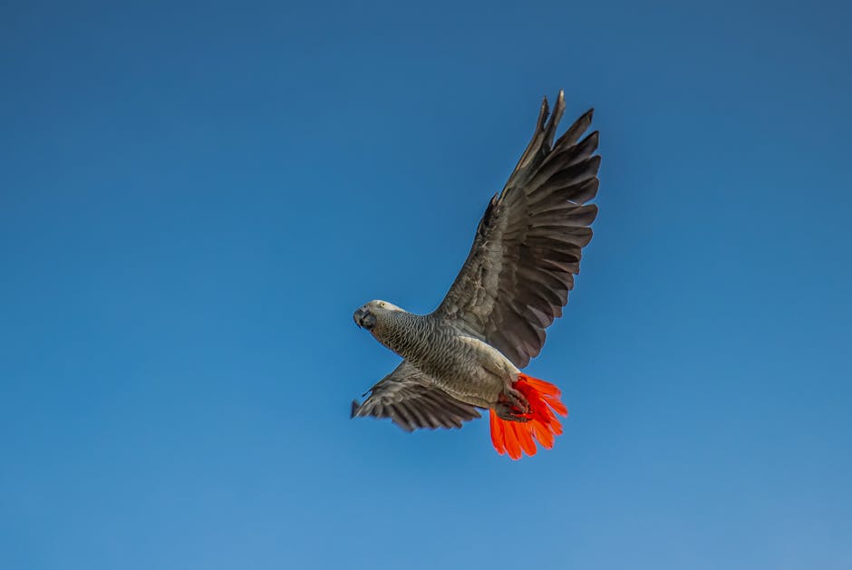 A gray parrot with bright red tail feathers is flying against a clear blue sky.