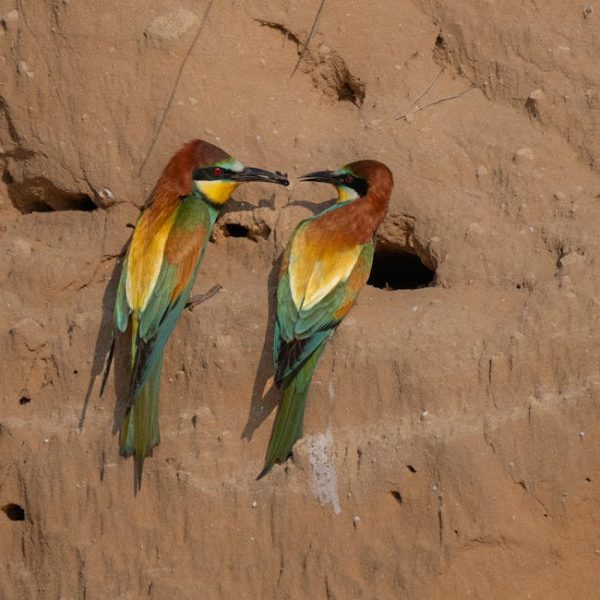 Two colorful birds stand on a sandy cliff wall, facing each other near small holes, with one bird holding an insect in its beak.