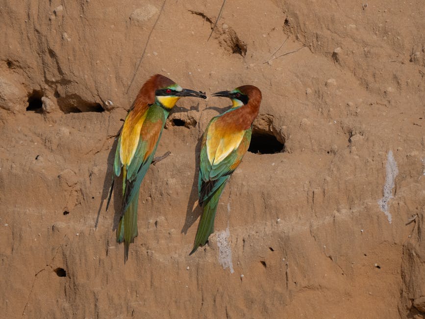 Two colorful birds stand on a sandy cliff wall, facing each other near small holes, with one bird holding an insect in its beak.
