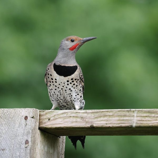 A northern flicker woodpecker with a spotted belly and red cheek patch perched on a wooden fence against a blurred green background.