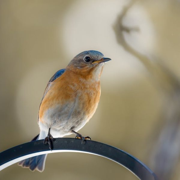 A small bird with blue wings and an orange breast is perched on a black metal rod against a blurred beige background.