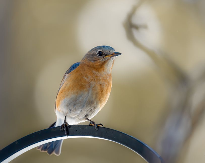 A small bird with blue wings and an orange breast is perched on a black metal rod against a blurred beige background.