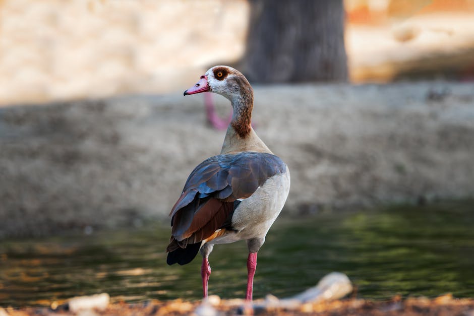 An Egyptian goose stands near the edge of a body of water, looking over its shoulder with a blurred natural background.