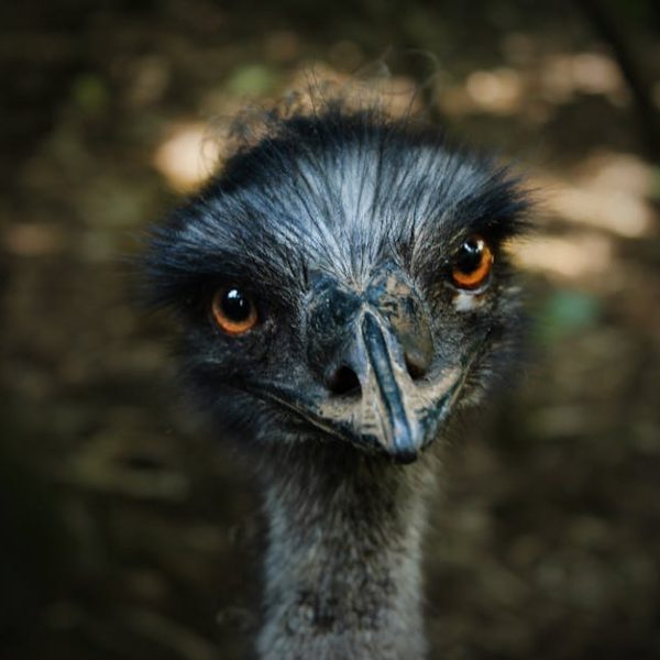 Close-up of an emu's face with orange eyes and dark feathers, set against a blurred natural background.