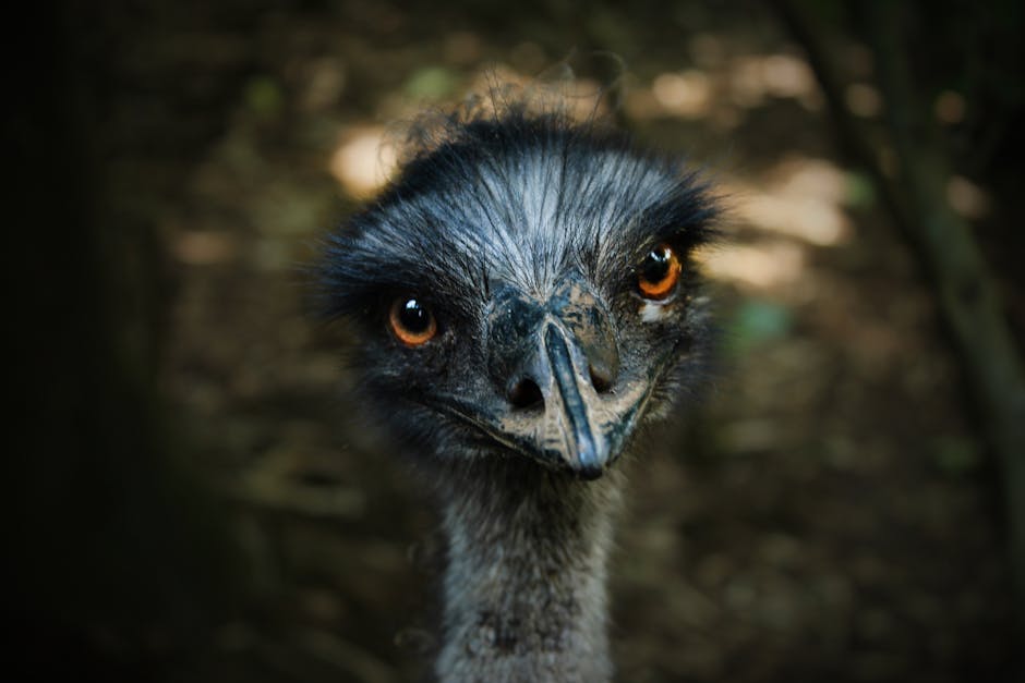 Close-up of an emu's face with orange eyes and dark feathers, set against a blurred natural background.