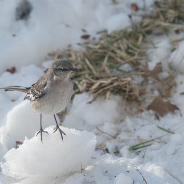 A small bird stands on a patch of snow, with grass and leaves visible in the background.