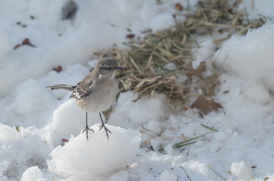 A small bird stands on a patch of snow, with grass and leaves visible in the background.