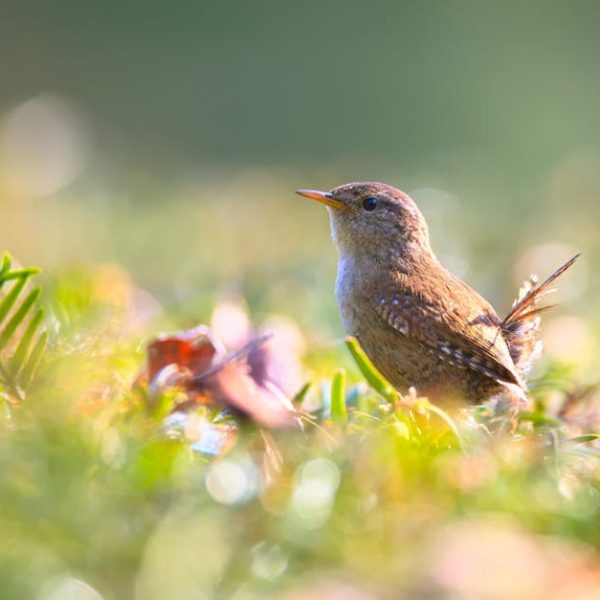 A small brown bird stands on the ground among green plants and soft sunlight, with a blurred natural background.