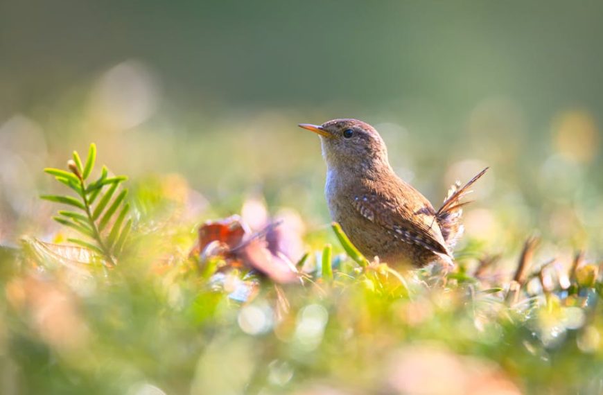 A small brown bird stands on the ground among green plants and soft sunlight, with a blurred natural background.