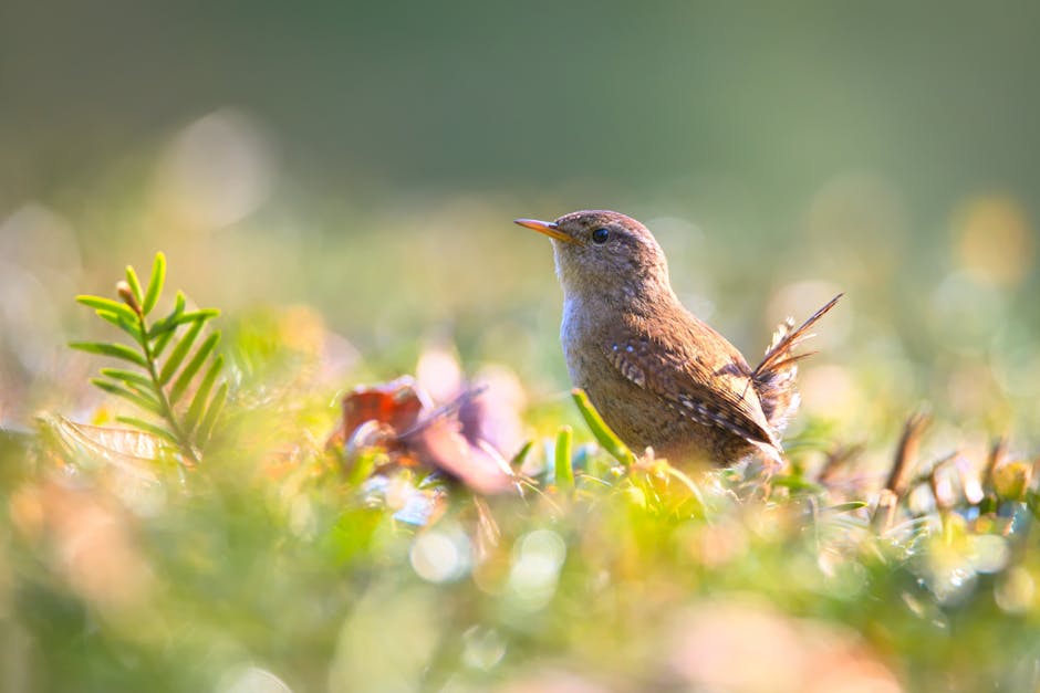A small brown bird stands on the ground among green plants and soft sunlight, with a blurred natural background.