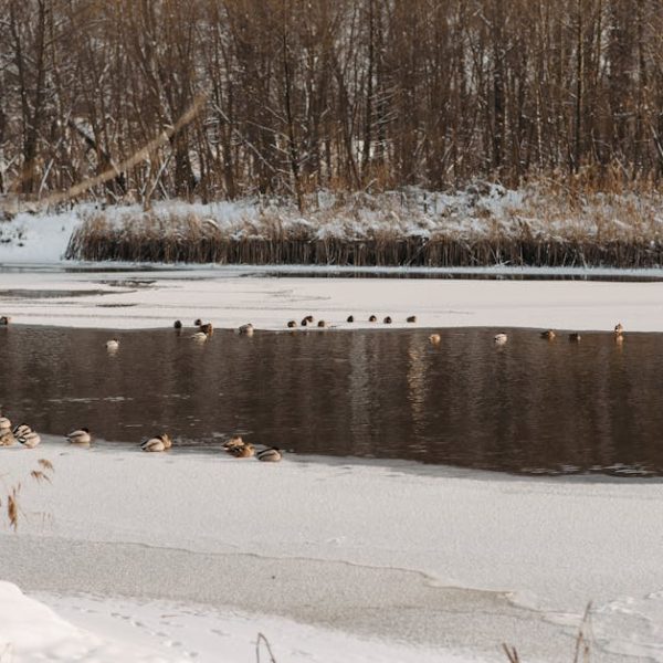 A group of ducks gathers on a partially frozen river with snow-covered banks and leafless trees in the background.