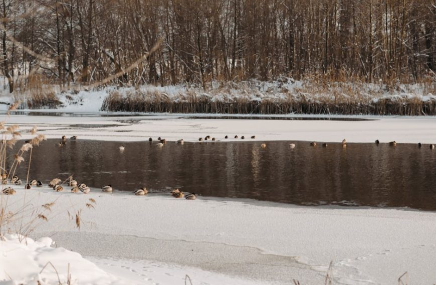 A group of ducks gathers on a partially frozen river with snow-covered banks and leafless trees in the background.