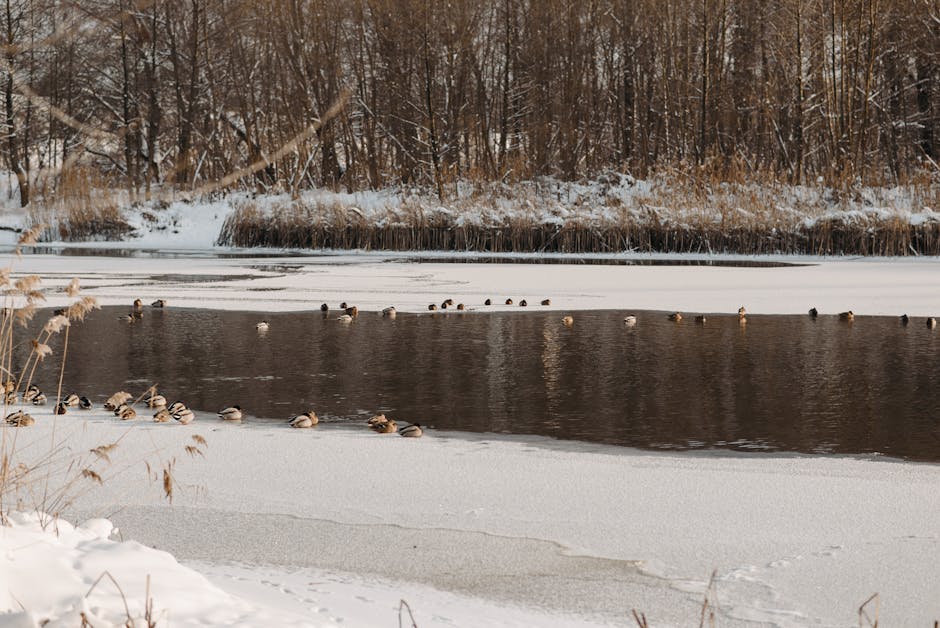 A group of ducks gathers on a partially frozen river with snow-covered banks and leafless trees in the background.