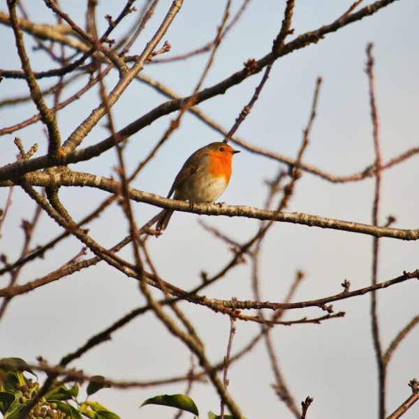 A small bird with an orange chest perches on a bare tree branch against a pale sky background.