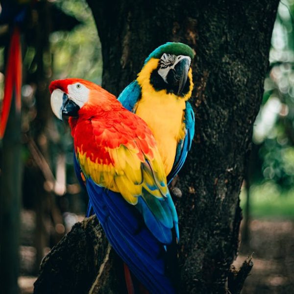Two colorful parrots with vibrant red, yellow, blue, and green feathers are perched next to each other on a tree branch in a natural outdoor setting.