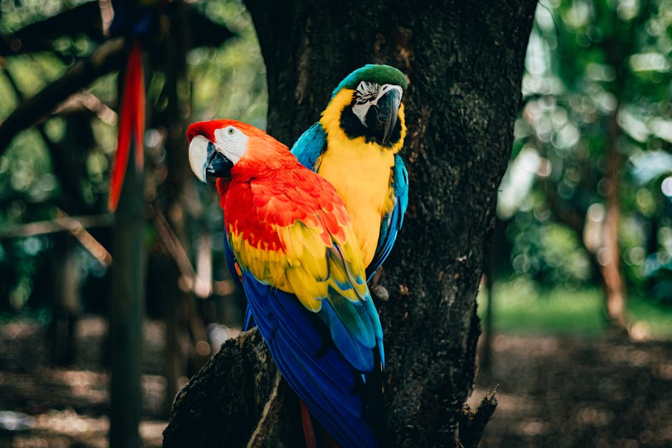 Two colorful parrots with vibrant red, yellow, blue, and green feathers are perched next to each other on a tree branch in a natural outdoor setting.
