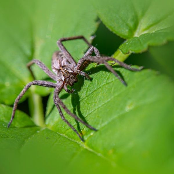 A brown spider with long legs is positioned on a large green leaf, surrounded by more green foliage.
