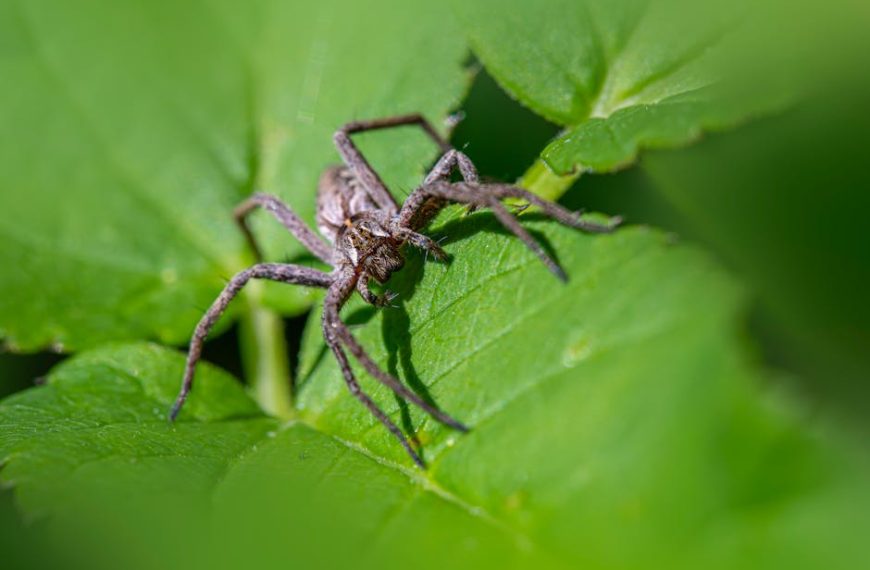A brown spider with long legs is positioned on a large green leaf, surrounded by more green foliage.