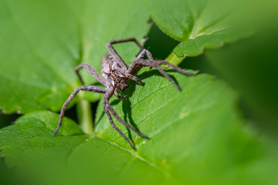 A brown spider with long legs is positioned on a large green leaf, surrounded by more green foliage.