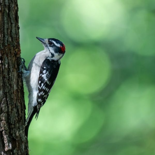 A woodpecker with black and white feathers and a red patch on its head clings to the side of a tree trunk against a blurred green background.