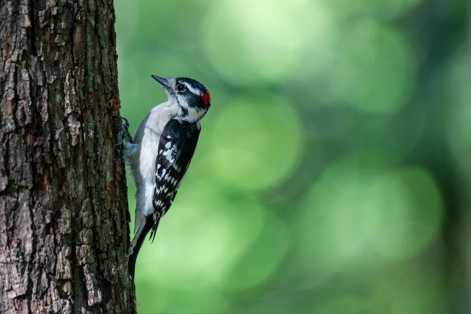 A woodpecker with black and white feathers and a red patch on its head clings to the side of a tree trunk against a blurred green background.