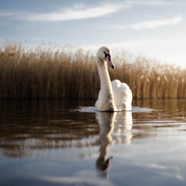 A white swan floats on calm water with tall, golden reeds in the background under a clear sky.