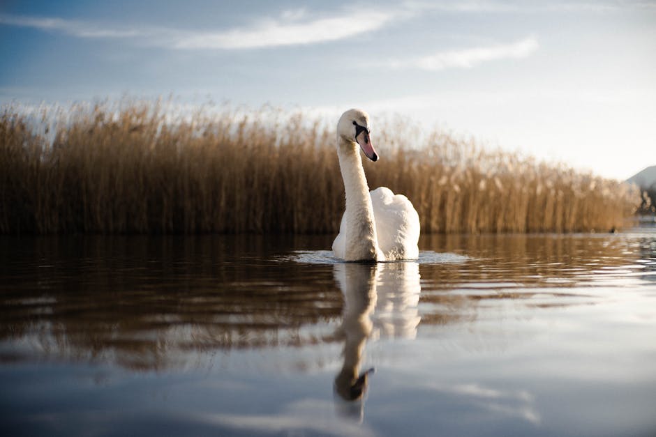 A white swan floats on calm water with tall, golden reeds in the background under a clear sky.