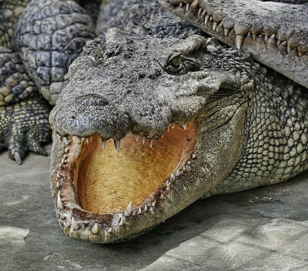 A close-up of a crocodile with its mouth wide open, showing its teeth, while another crocodile rests nearby.